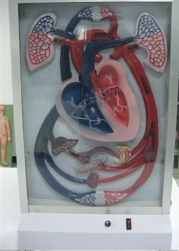 人体内脏模型